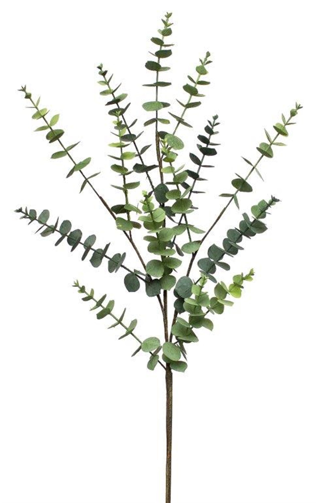Eucalyptus Spray 36.75"H