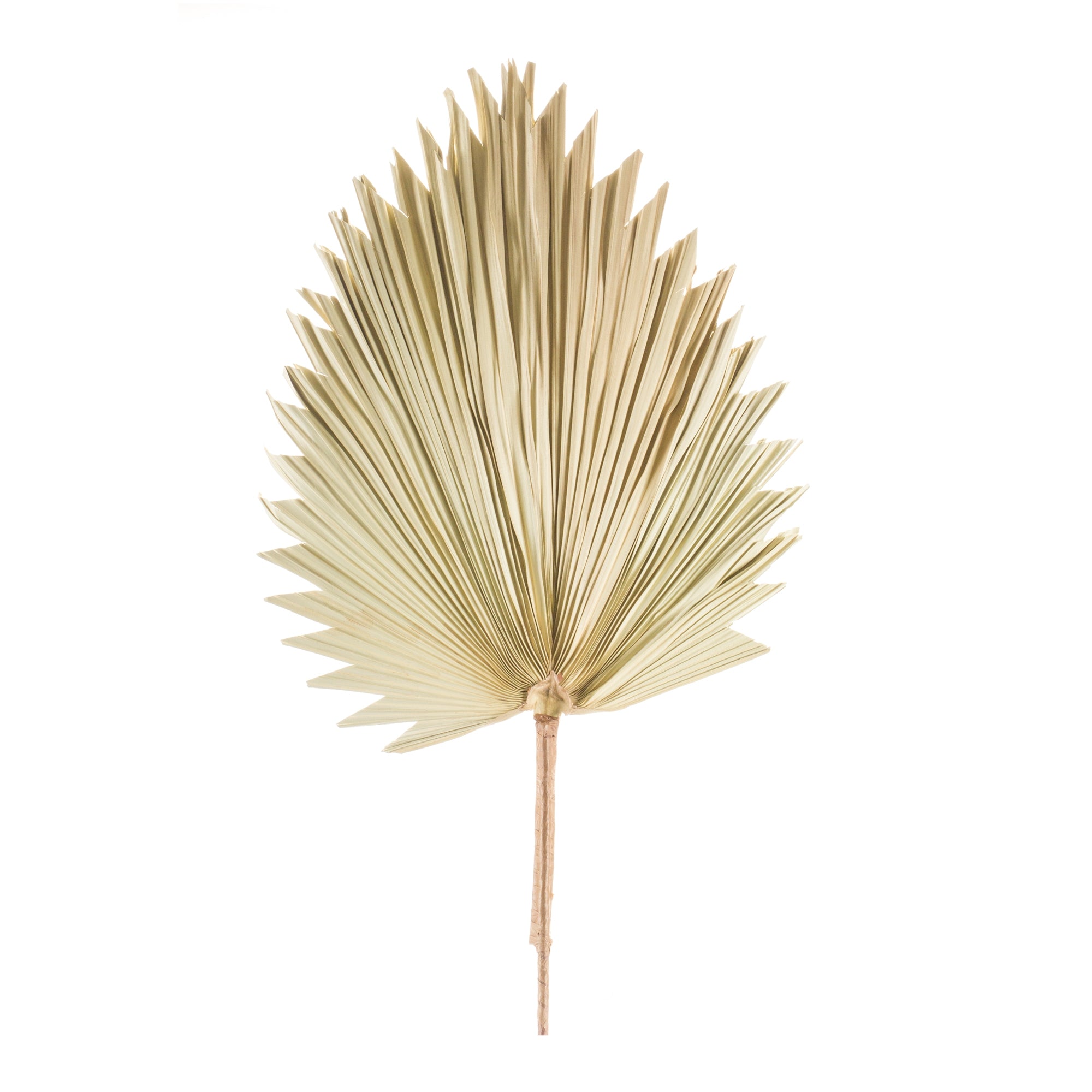 Fan Palm Leaf 42”H Natural Palm