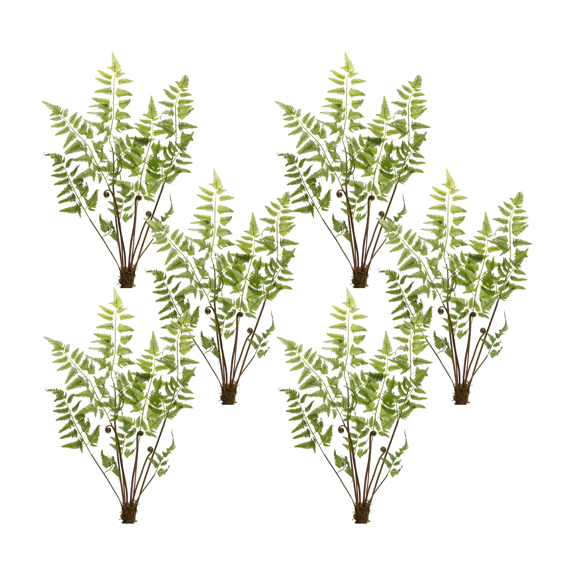 Varigated Fern Bundle with Sprout Accents (Set of 6)