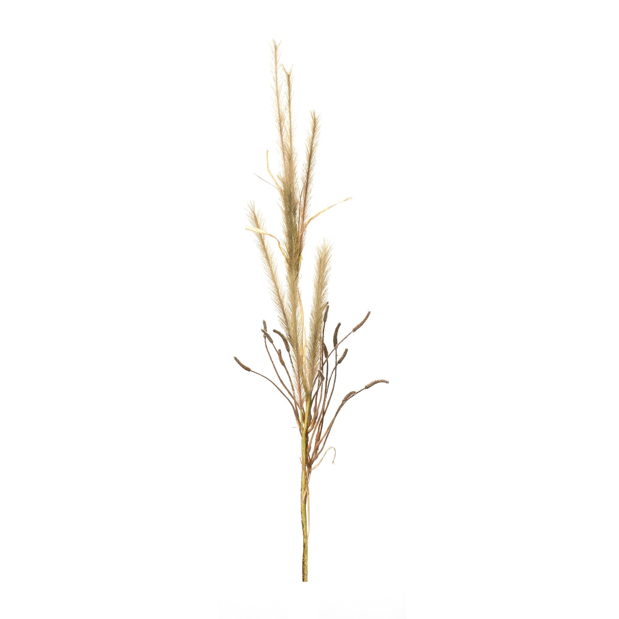 Foxtail Grass Spray (Set of 2)