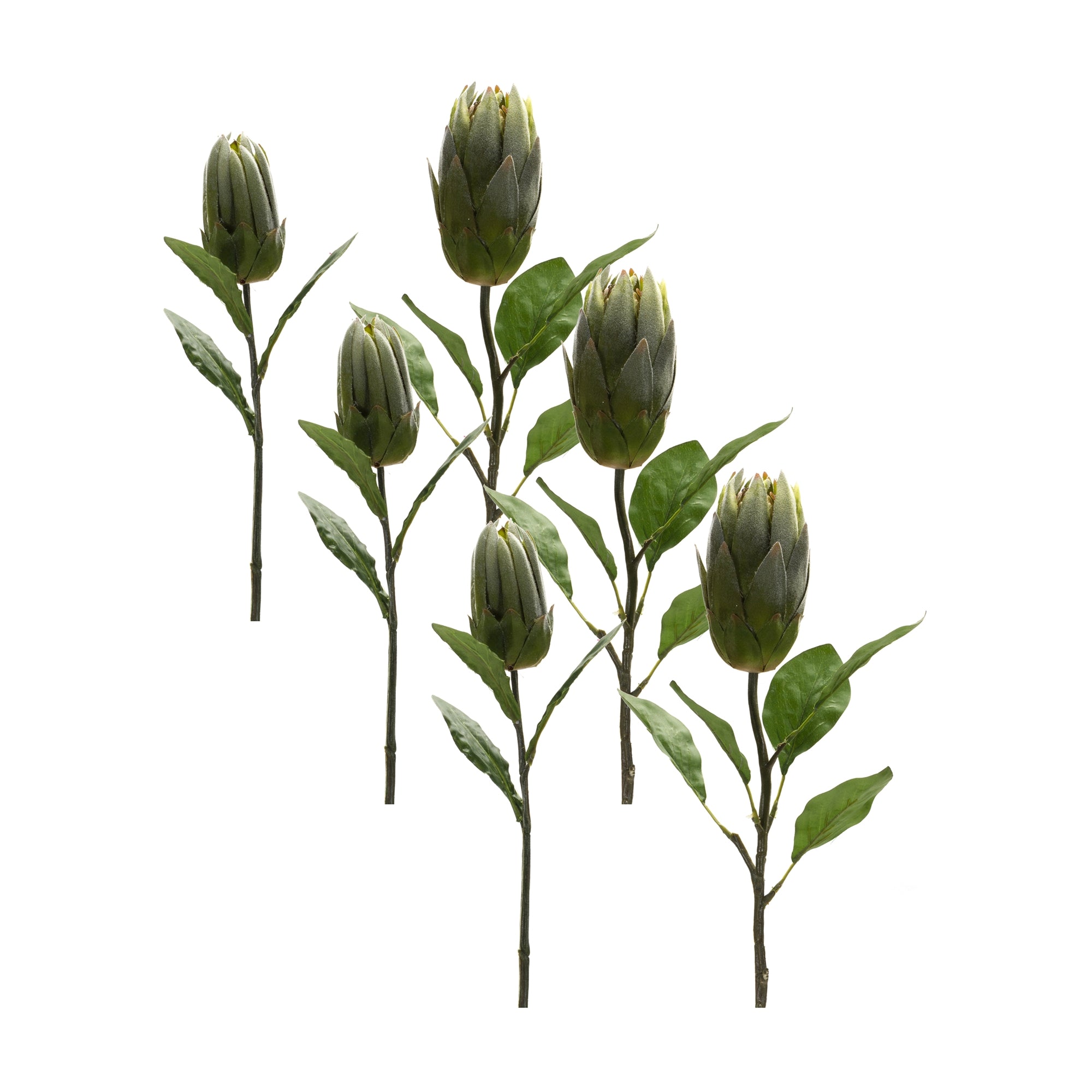 Green Protea Leaf Stem (Set of 6)