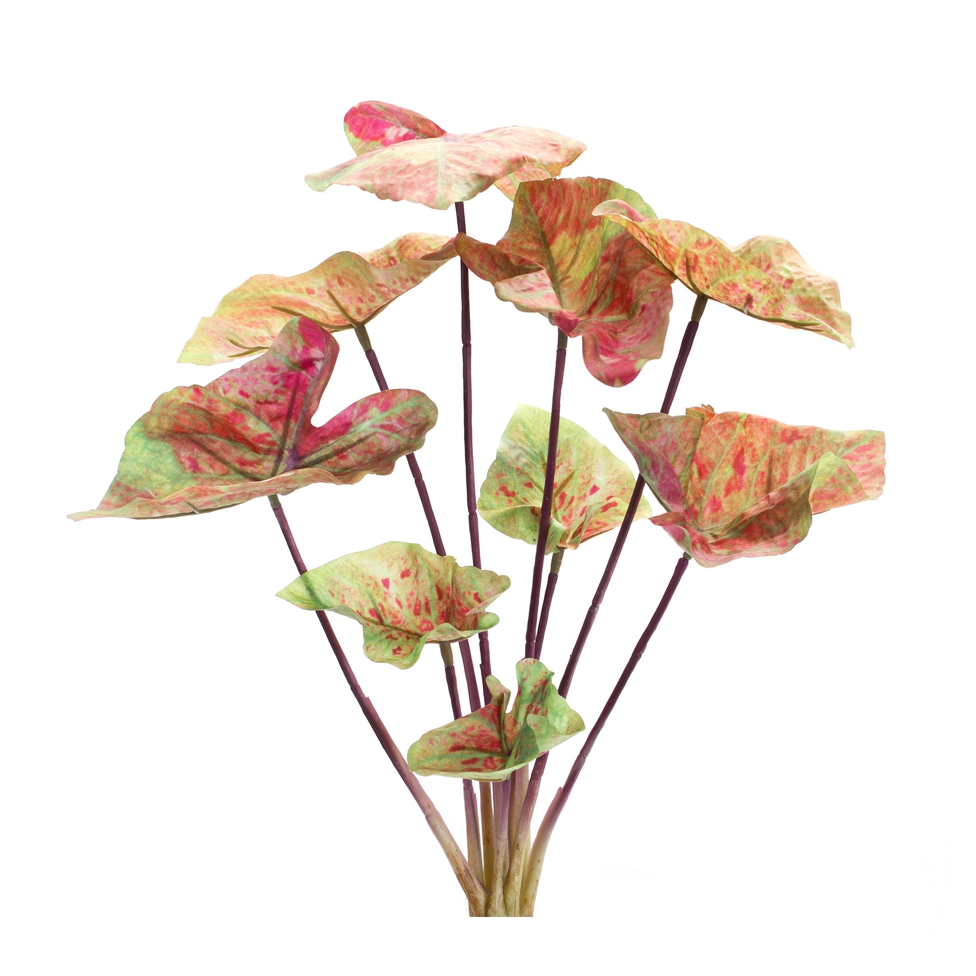 Varigated Caladium Foliage Bush (Set of 6)