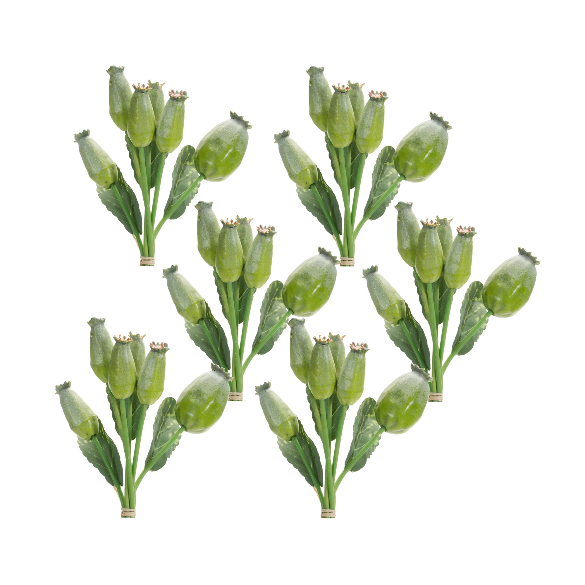 Green Poppy Pod Foliage Bundle (Set of 6)