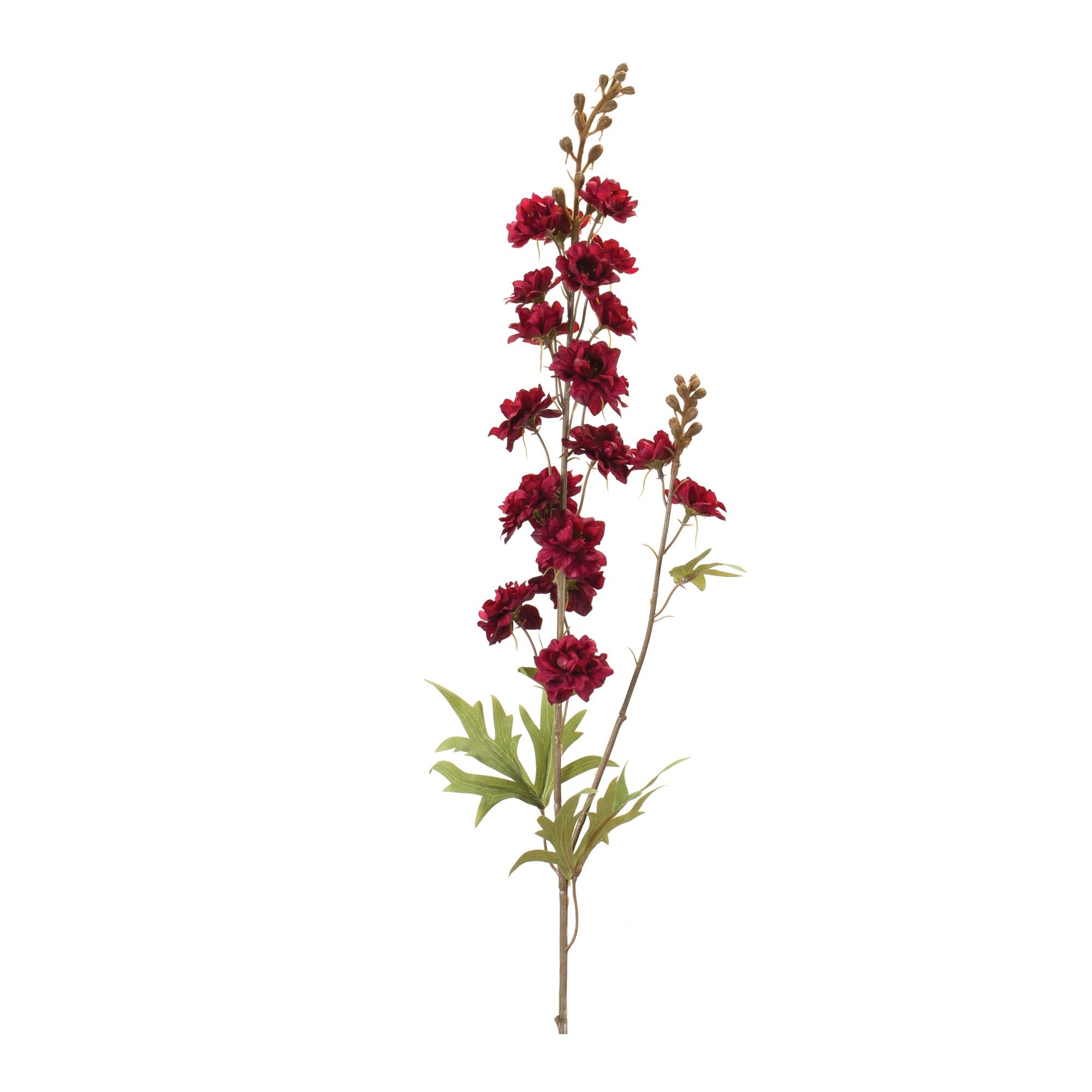 Delphinium (Set of 12)