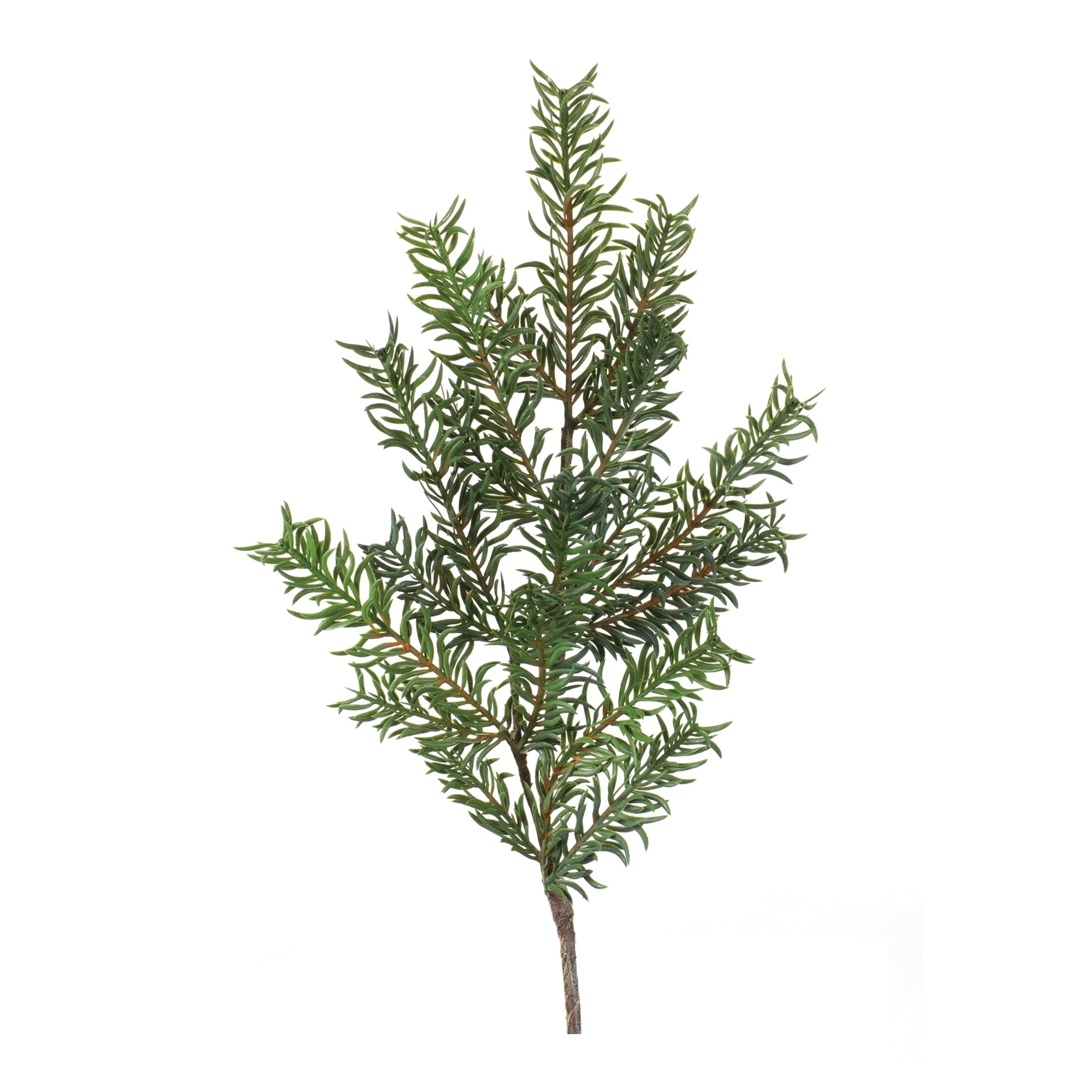 Pine Spray (Set of 12)