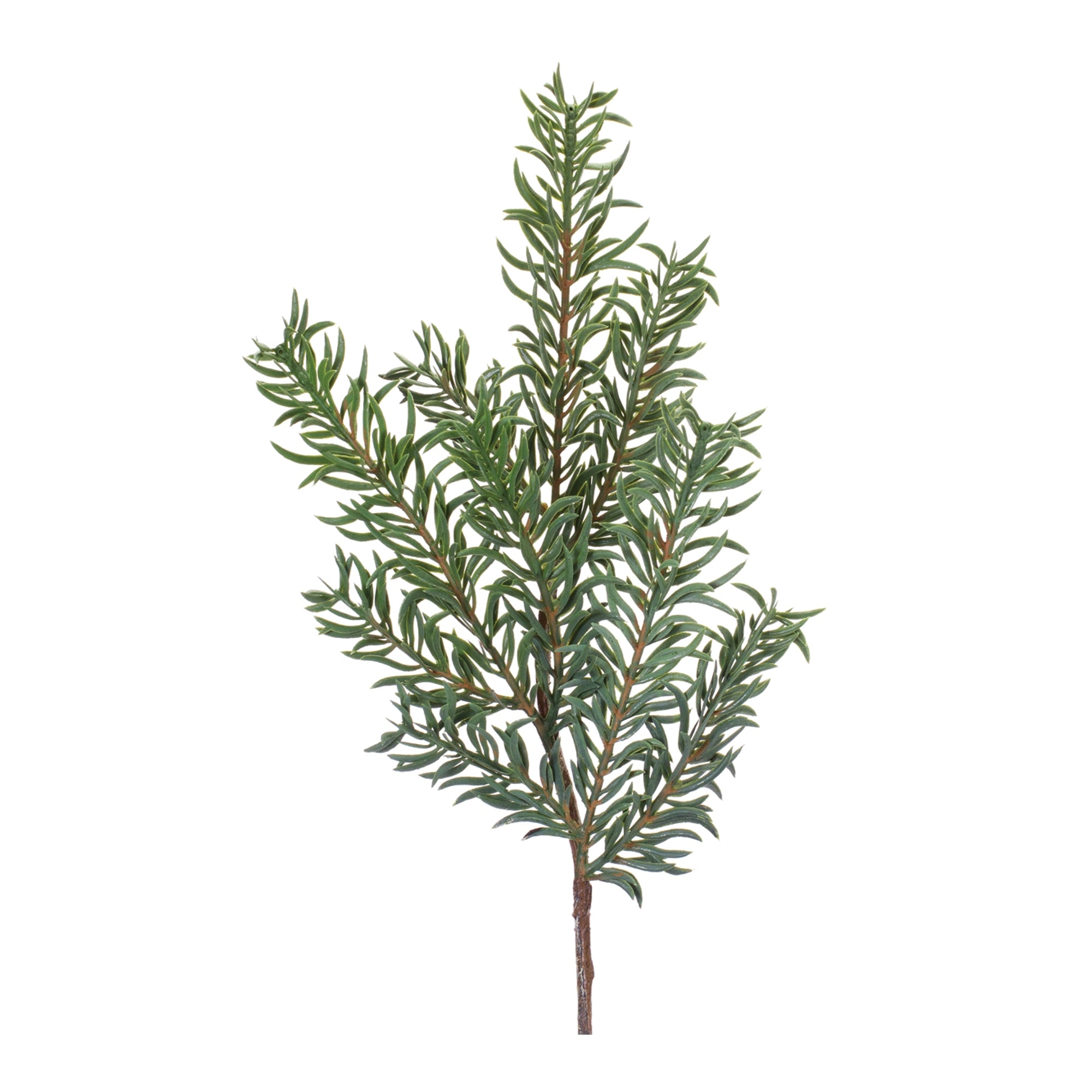 Pine Spray (Set of 24)