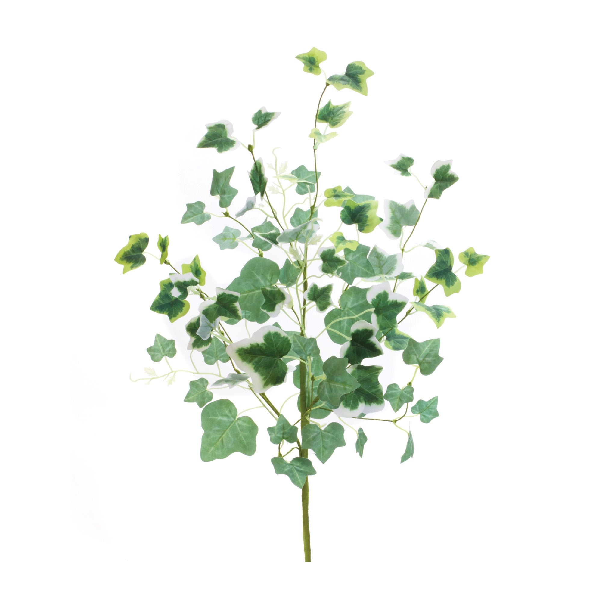 Mixed Ivy Foliage Bush (Set of 2)