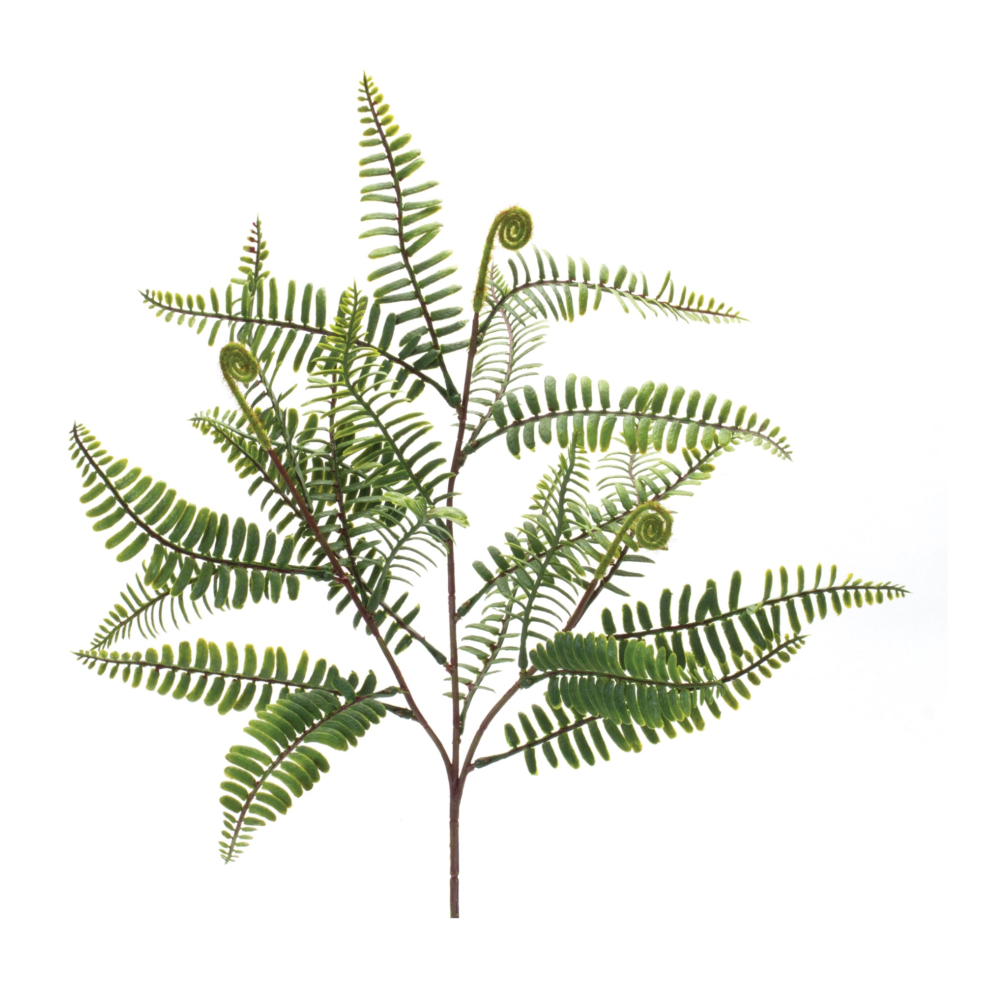 Fern Spray (Set of 6)