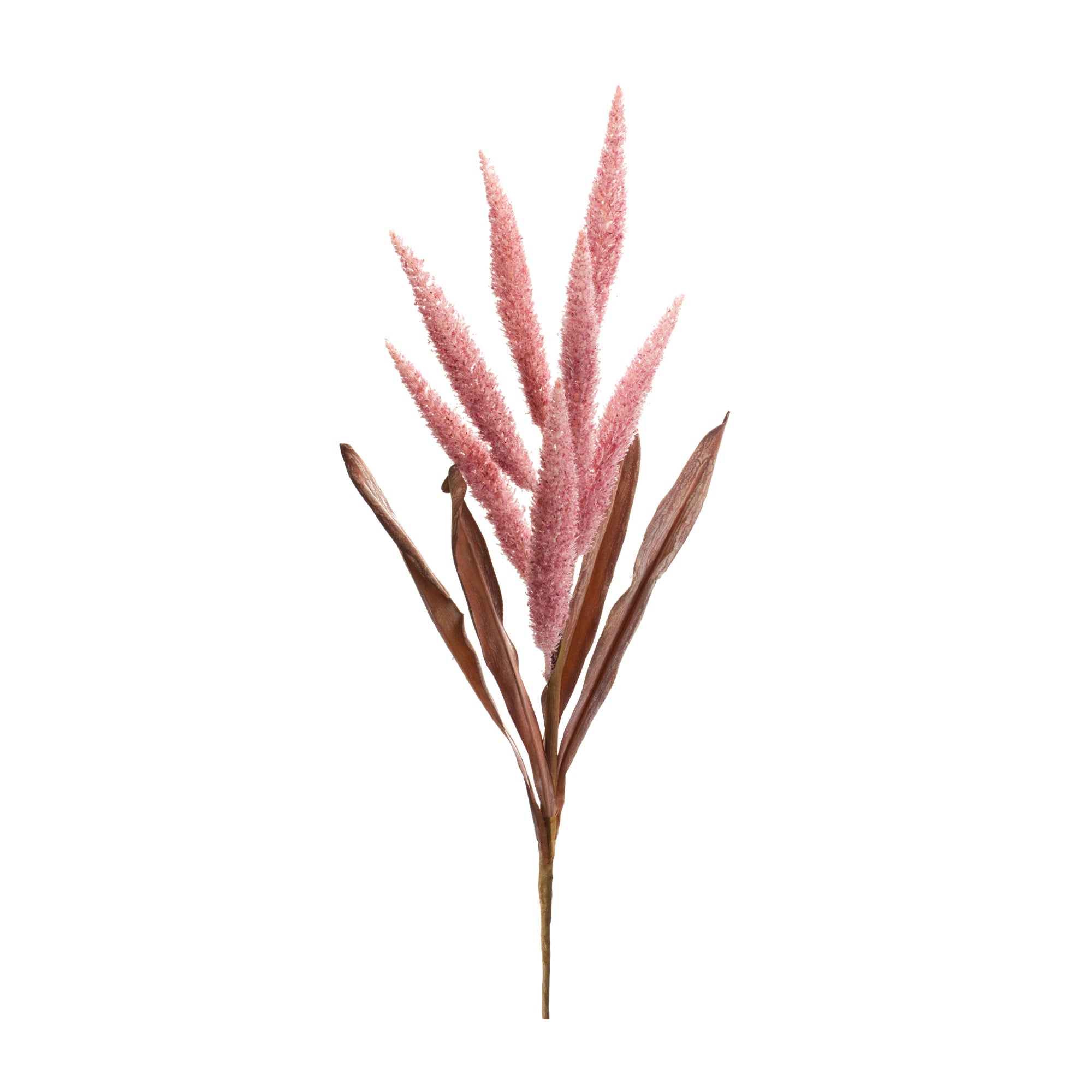 Foxtail Plume Stem (Set of 2)