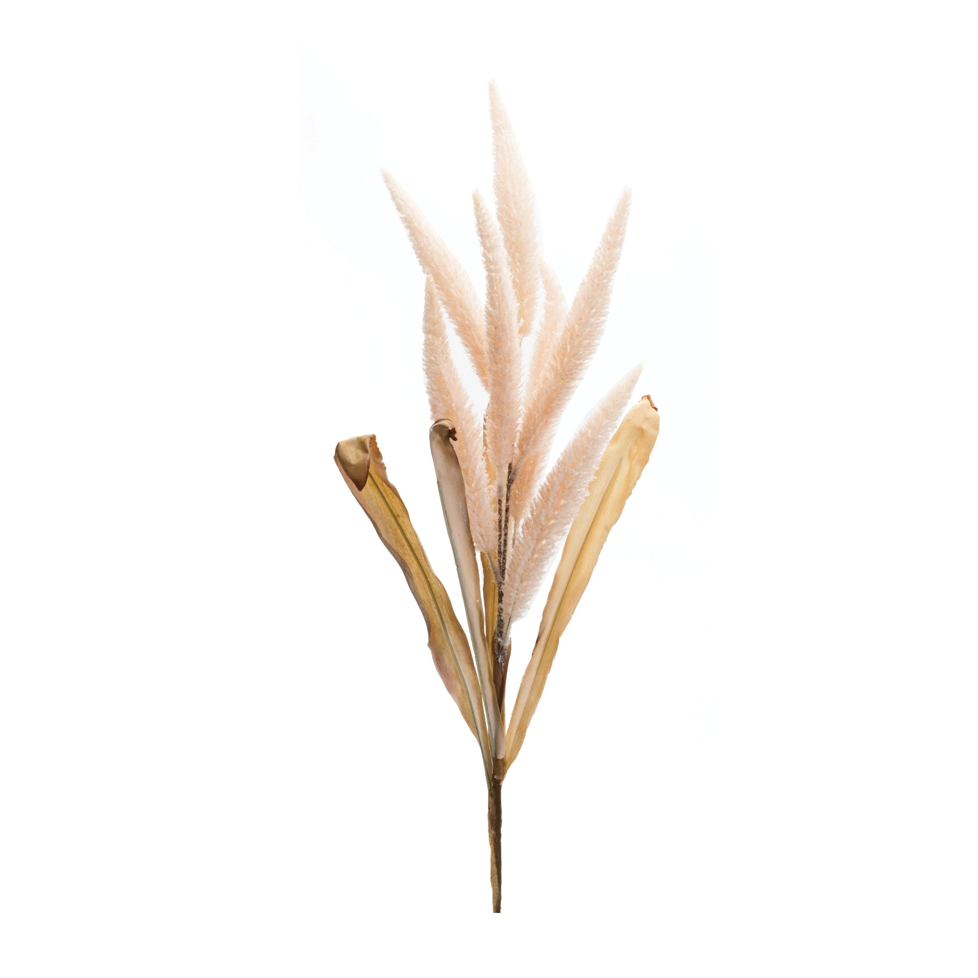 Foxtail Plume Stem (Set of 2)