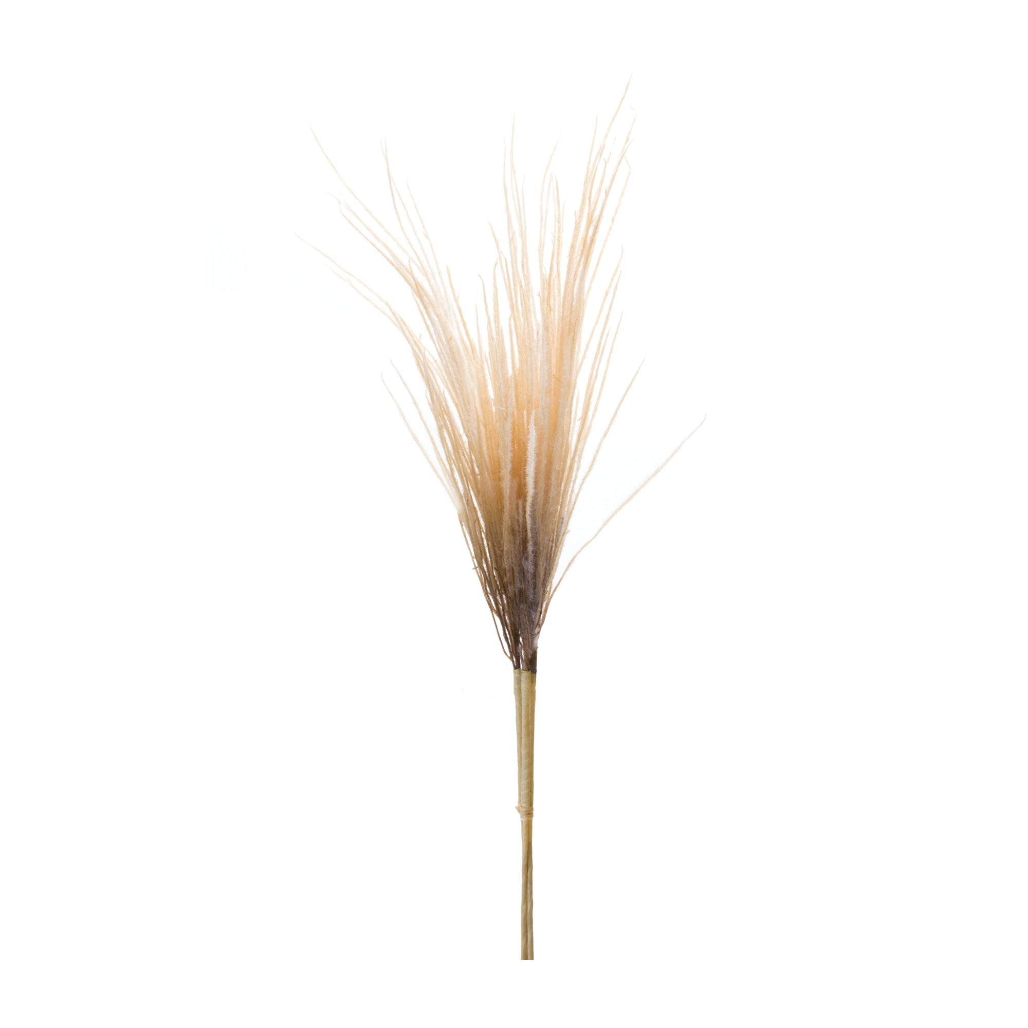 Grass Plume Bundle (Set of 2)