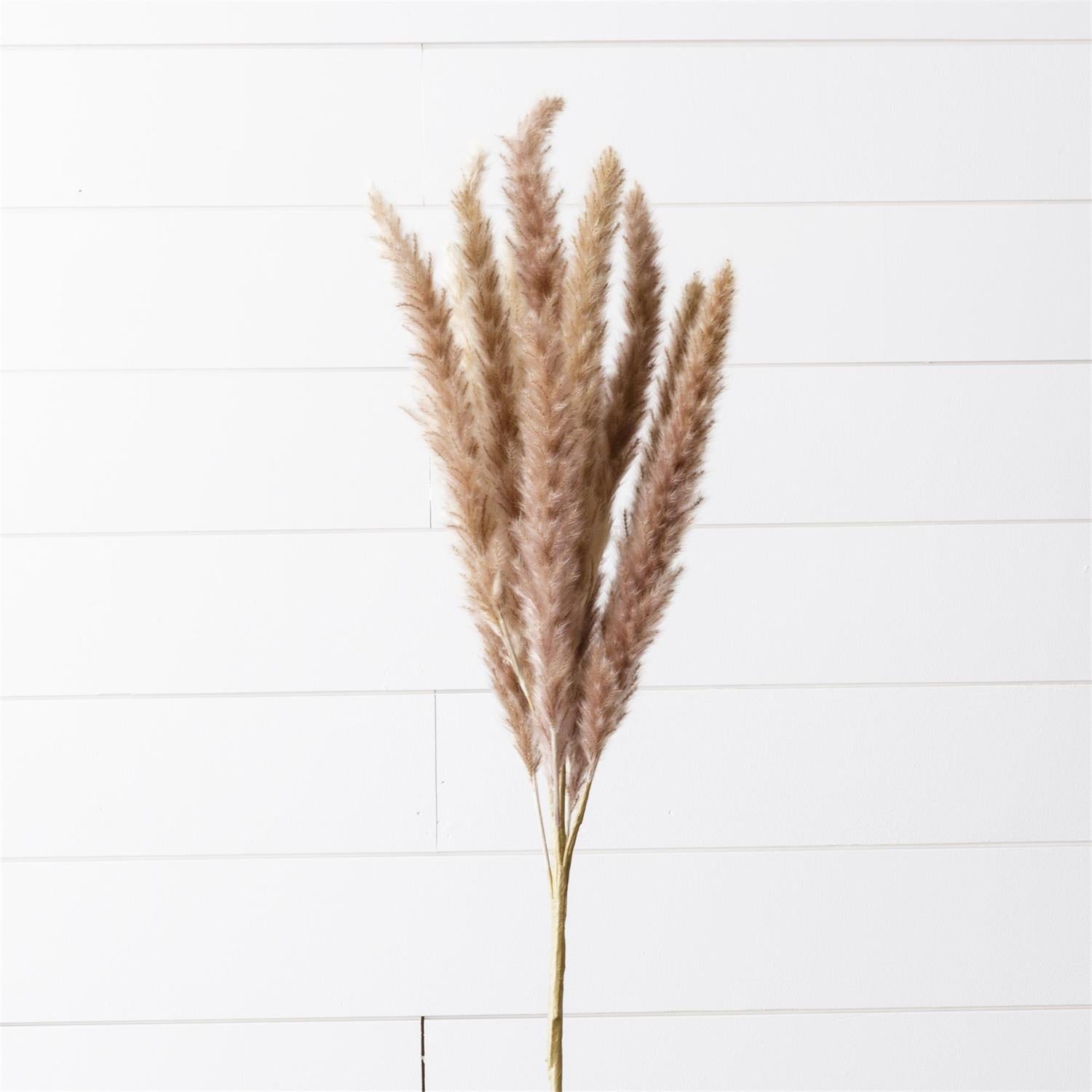 Dried Brown Pampas Branch (S/2)