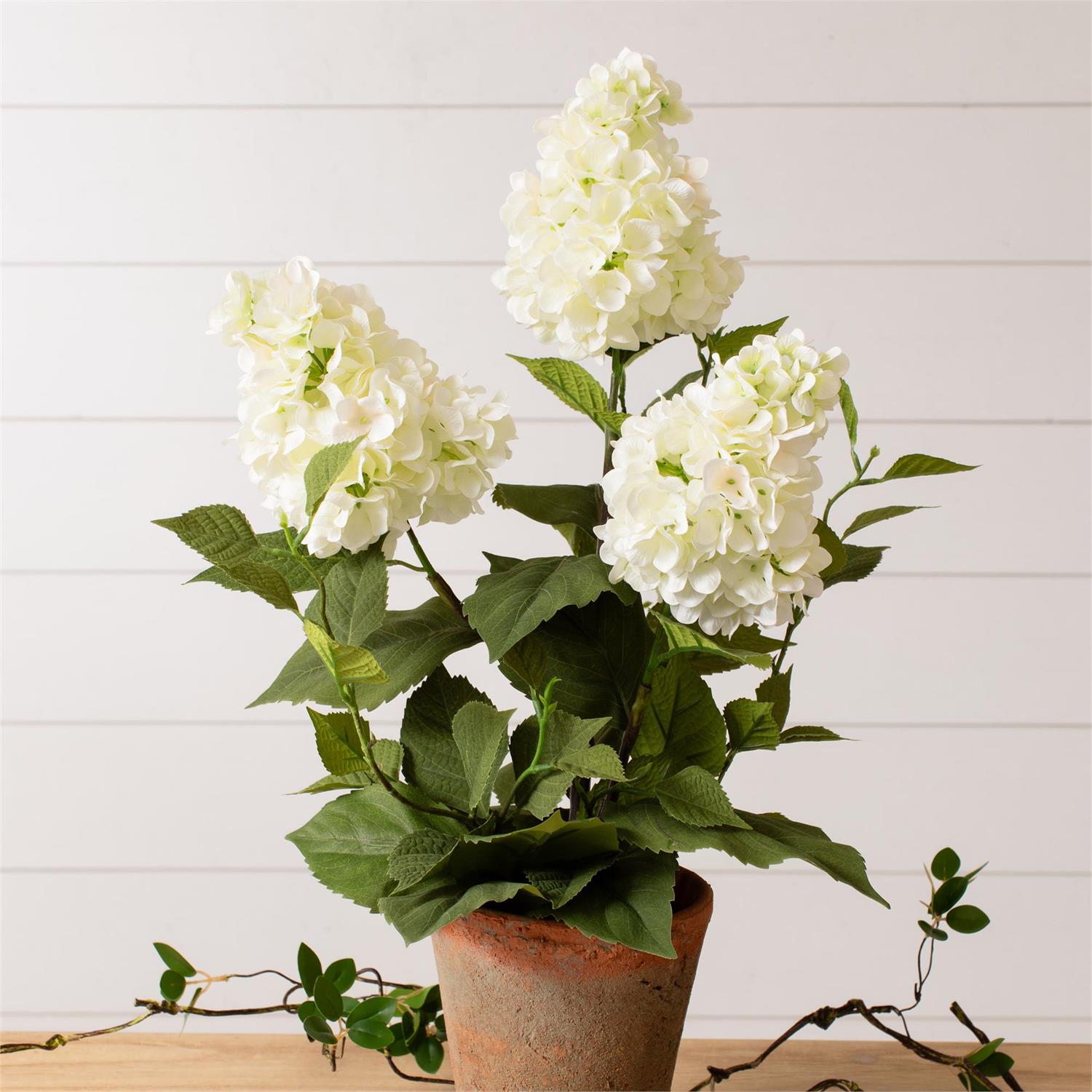 Potted White Hydrangea