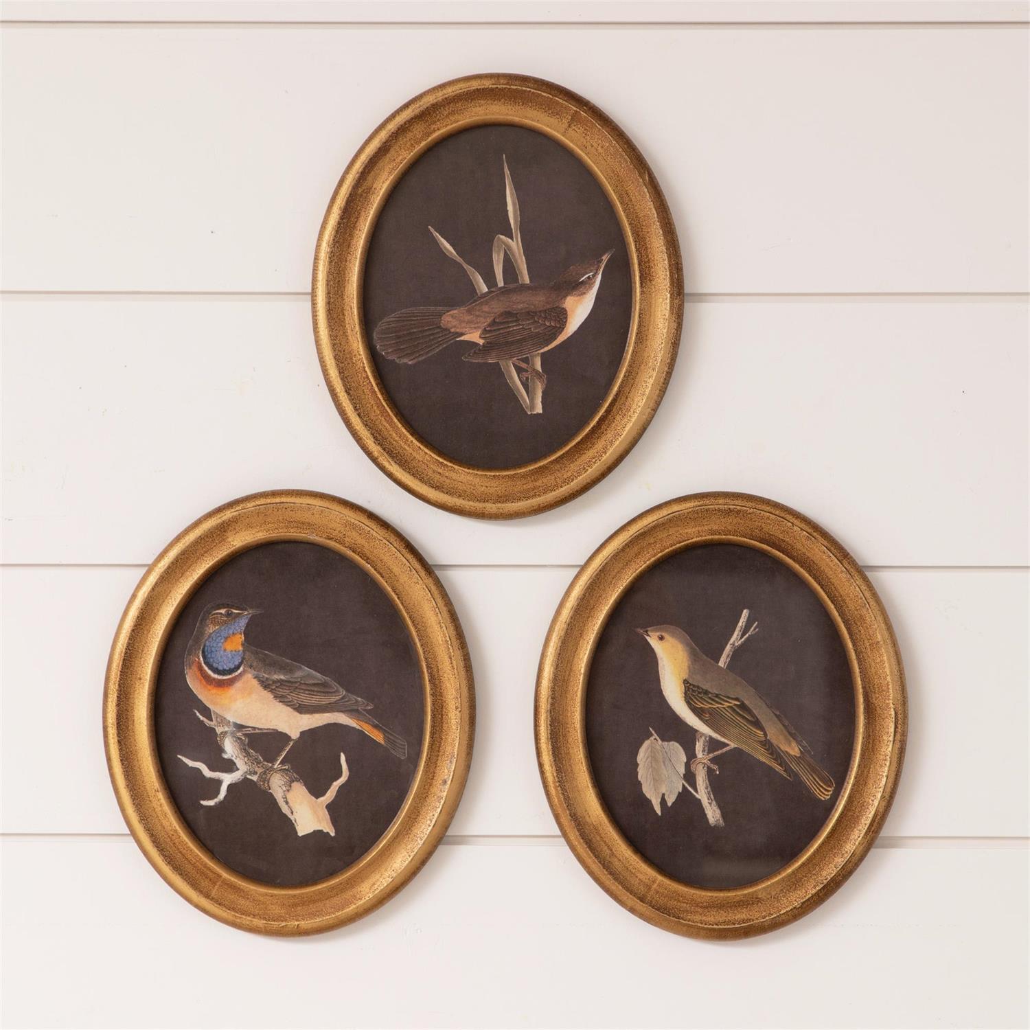 Round Framed Bird Prints (S/3)