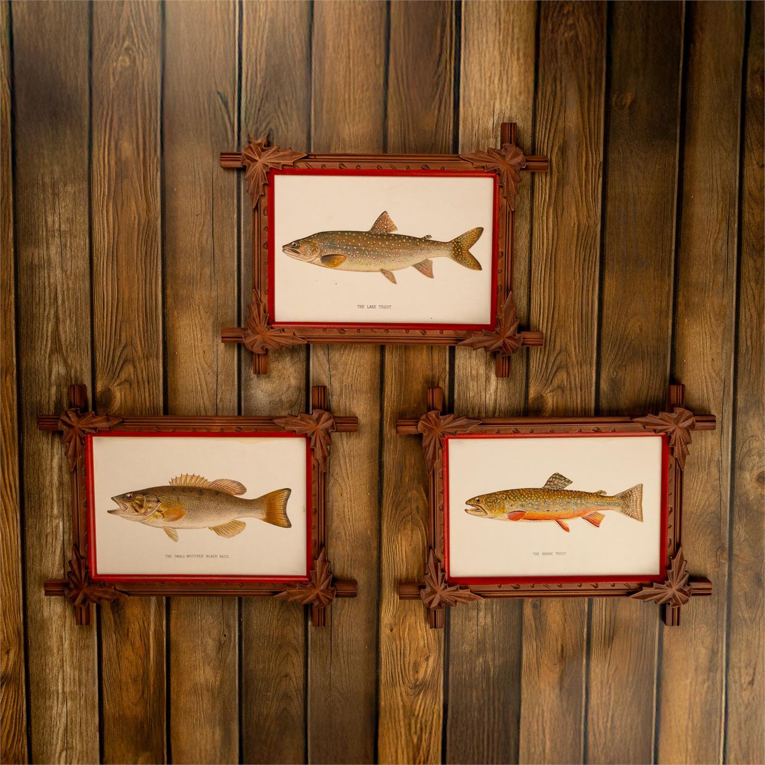 Framed Prints - Freshwater Fish