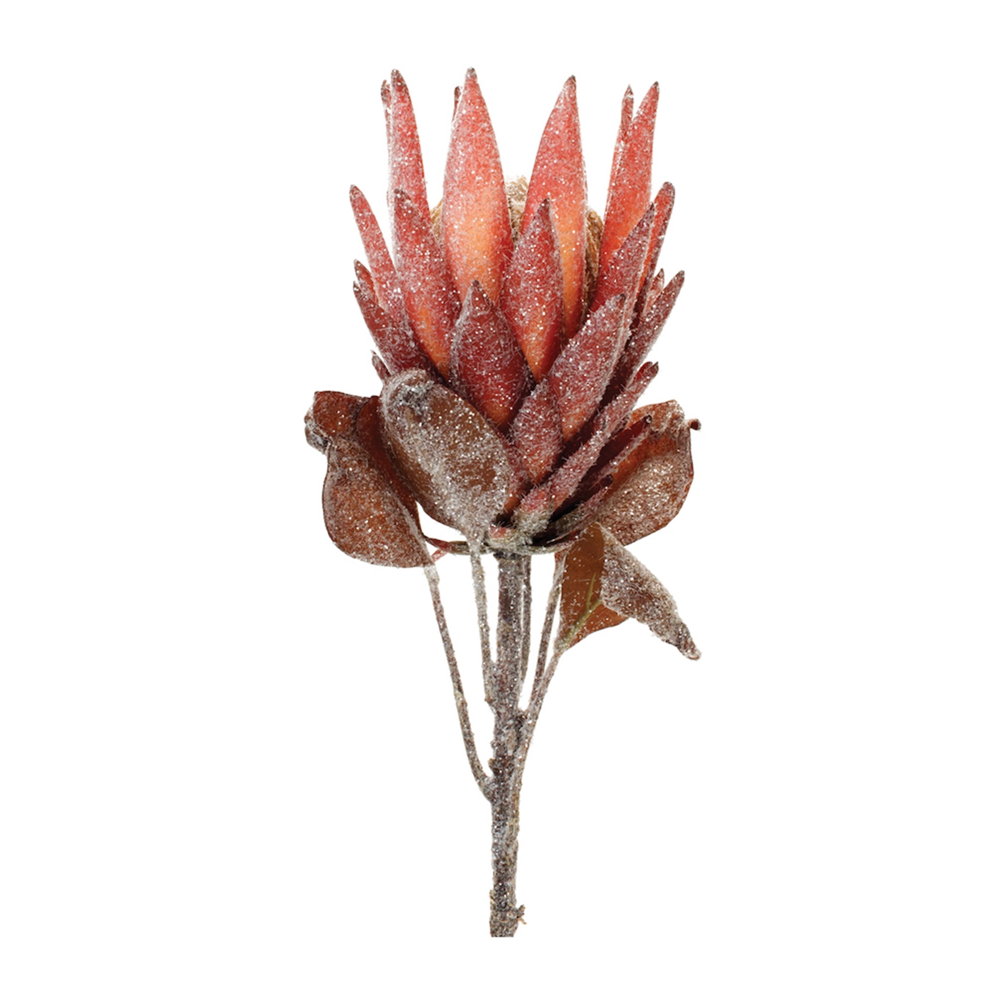 Red Protea Flower Stem (Set of 2)