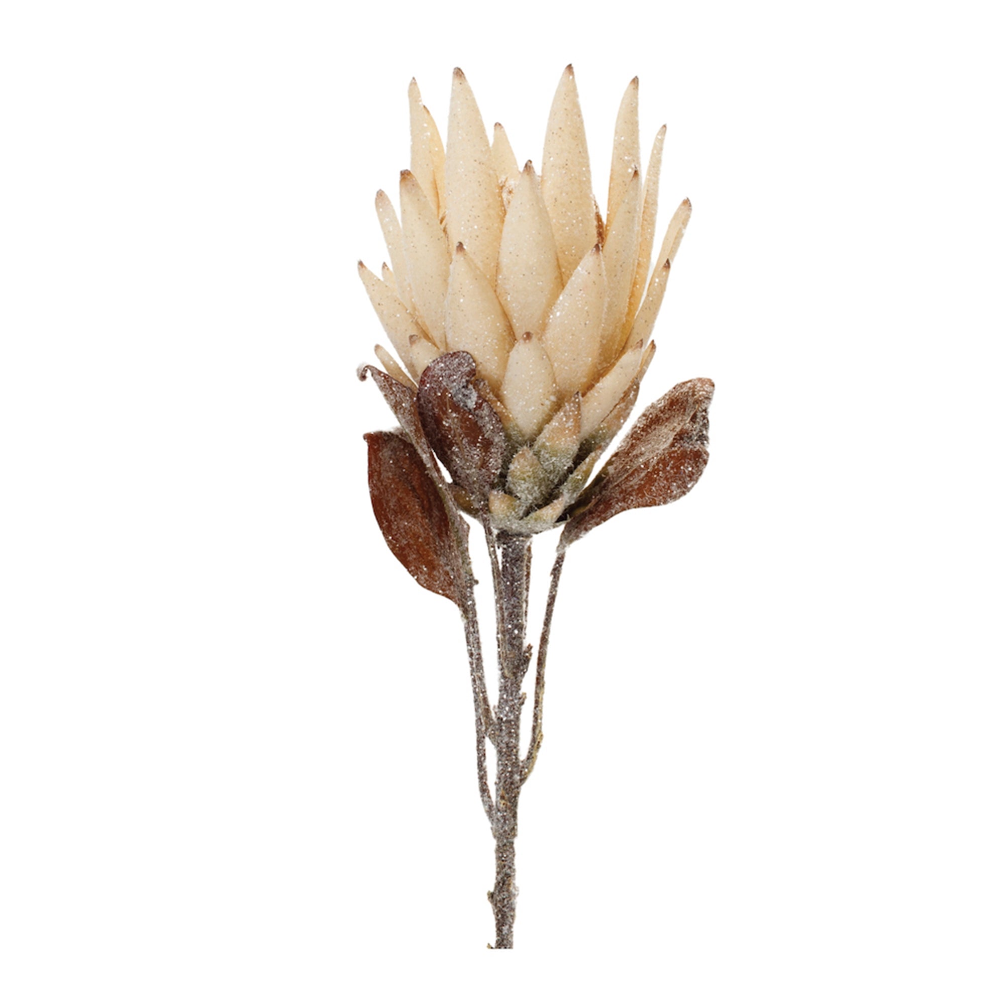 Beige Protea Flower Stem (Set of 2)