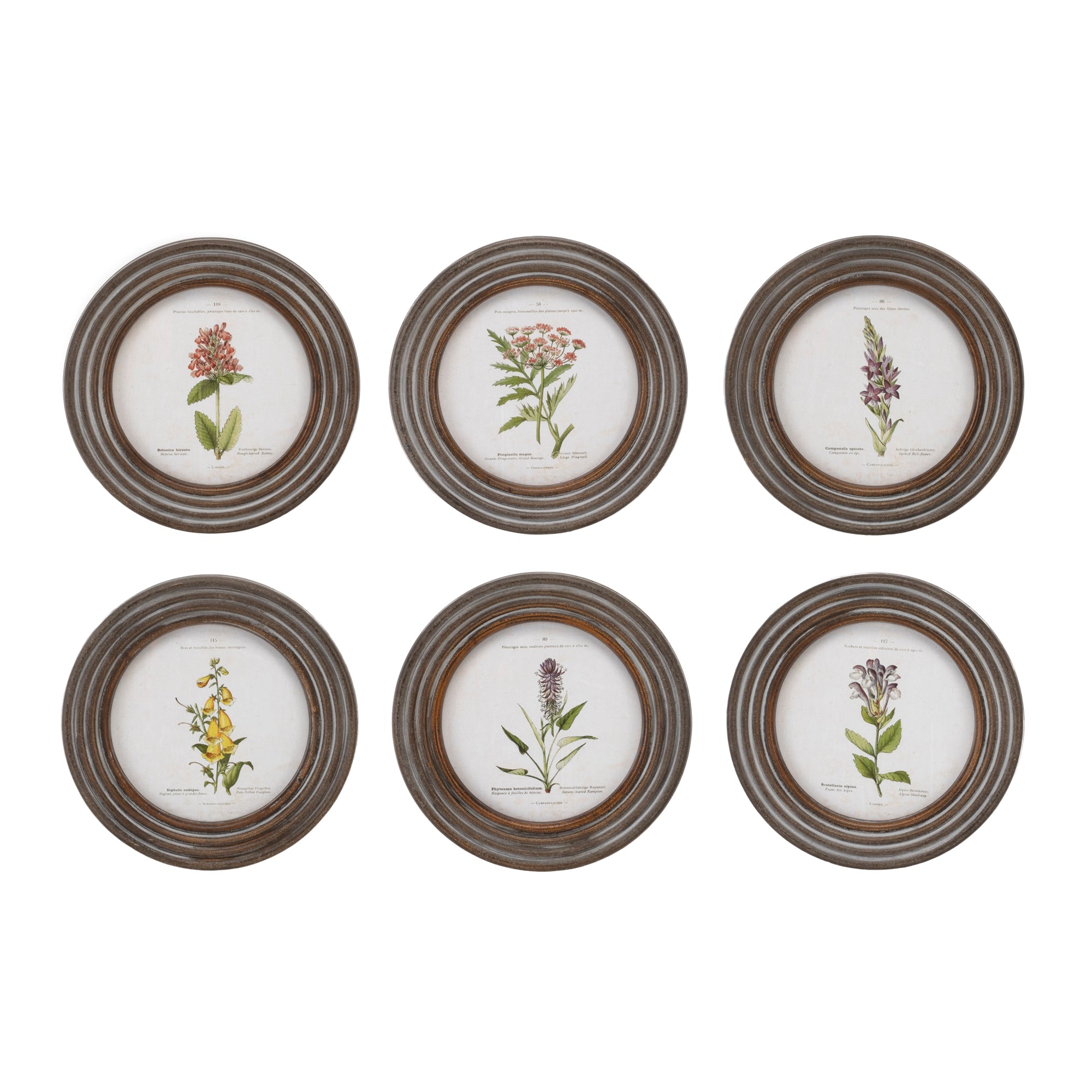 Round Framed Floral Print (Set of 6)