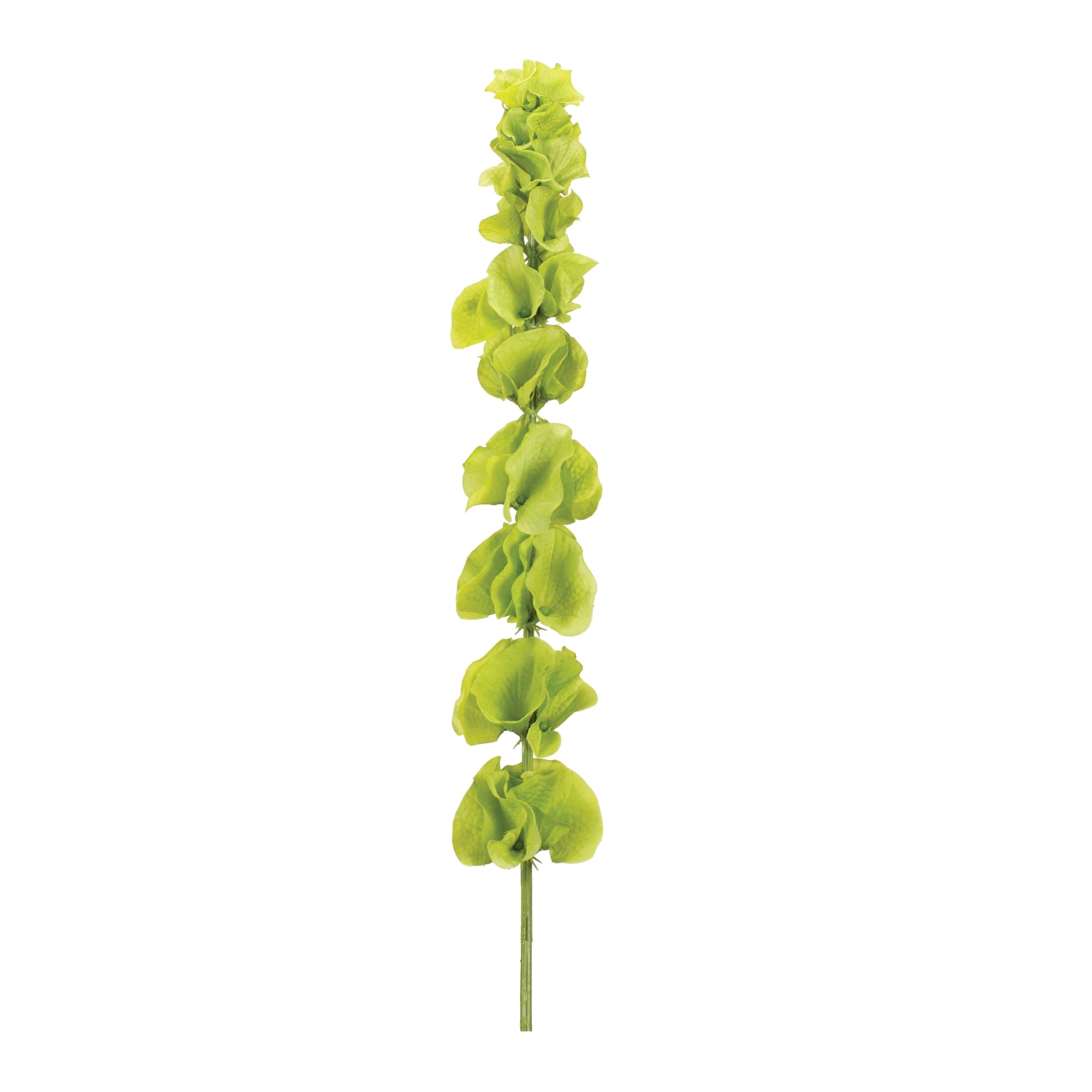 Bells of Ireland Floral Stem (Set of 6)