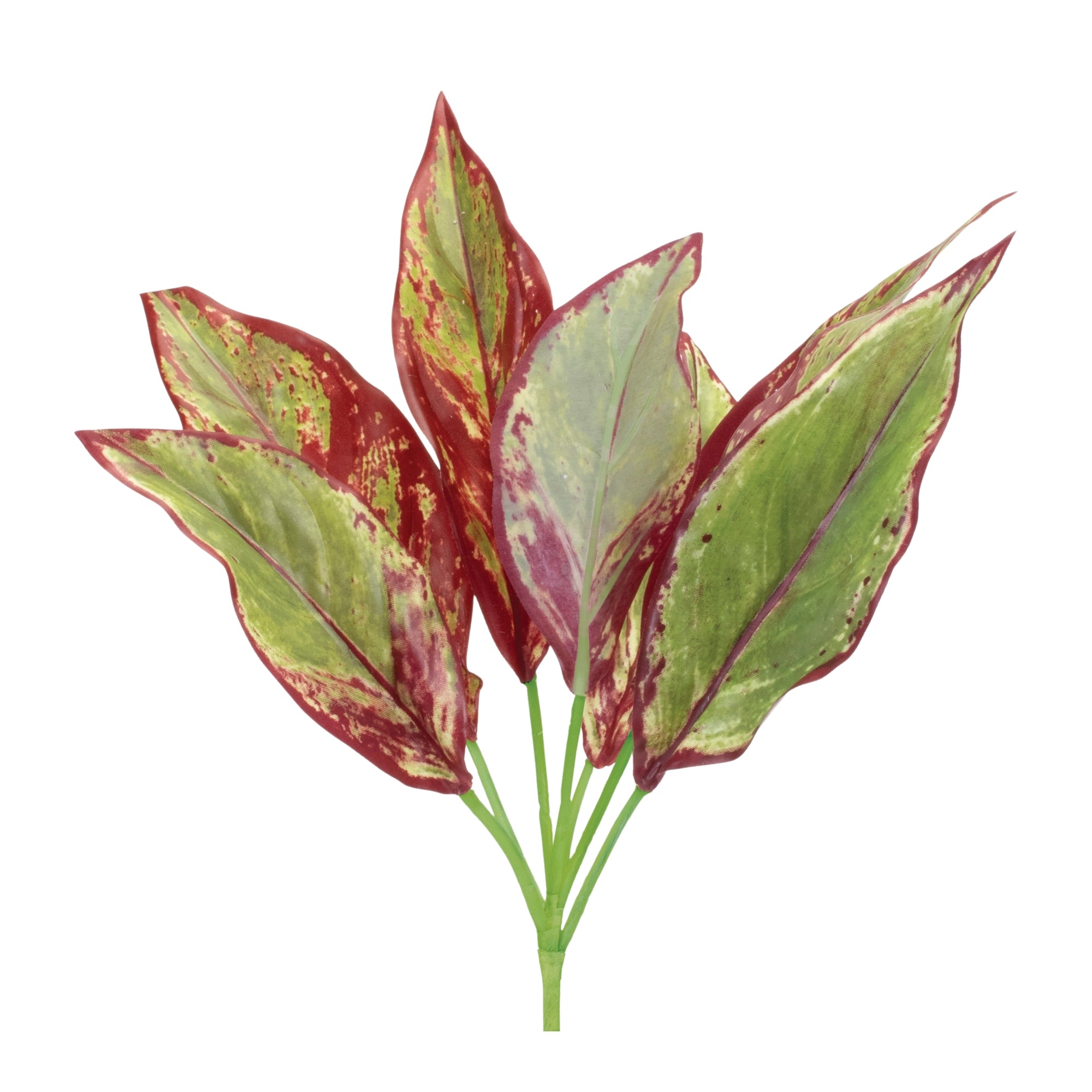 Variegated Foliage Plant (Set of 6)