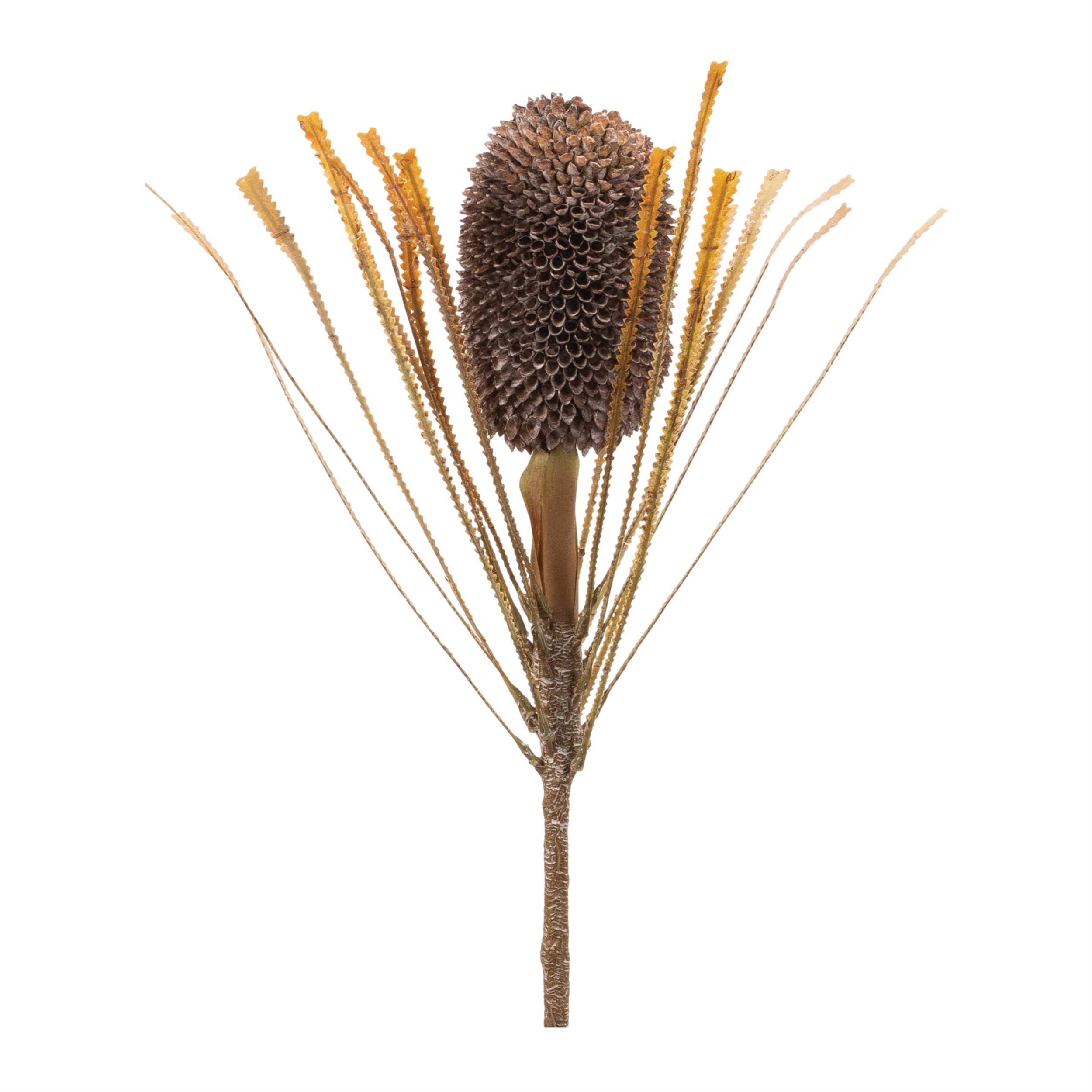 Banksia Stem 28”H