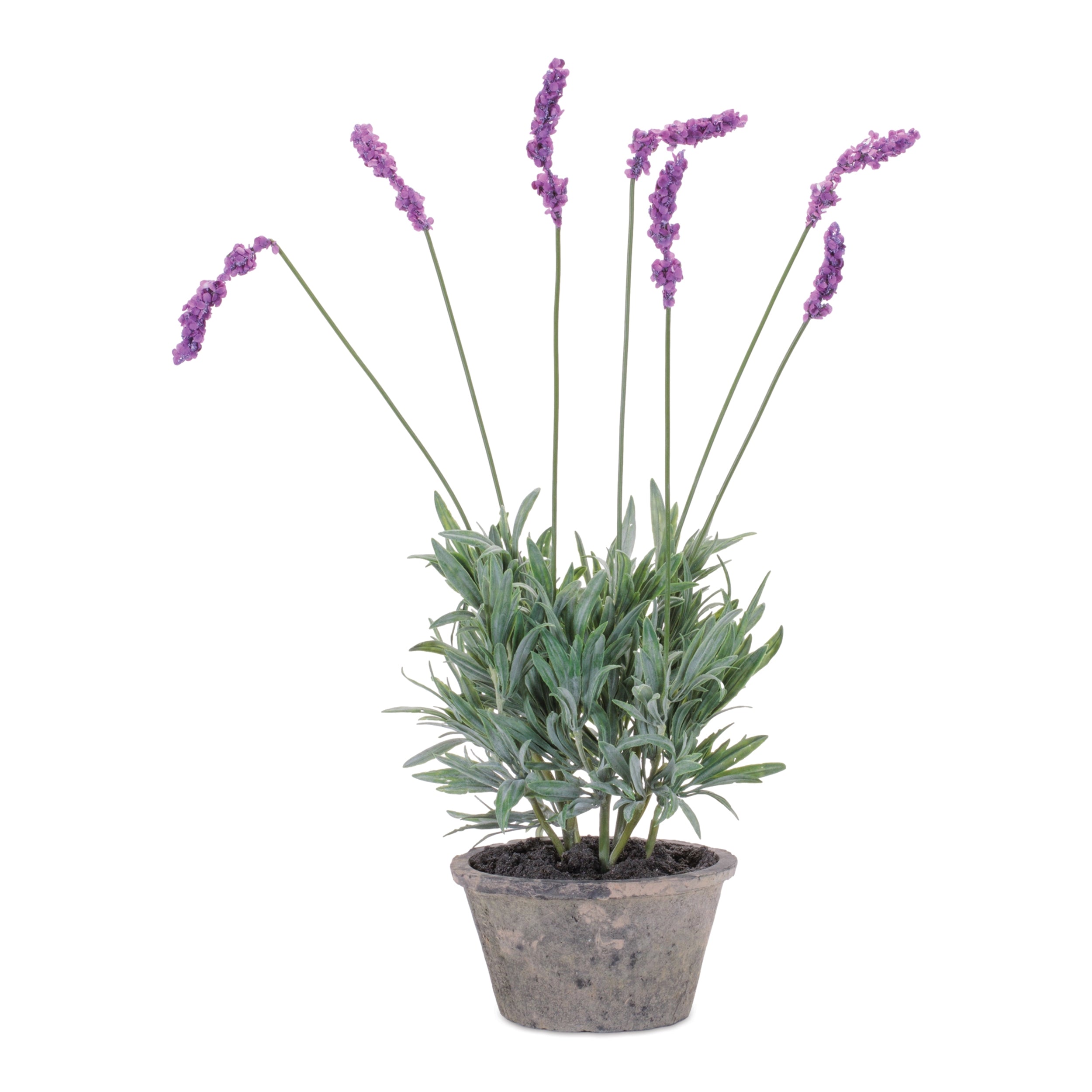 Potted Lavender (Set of 4) 20"H Polyester/Cement