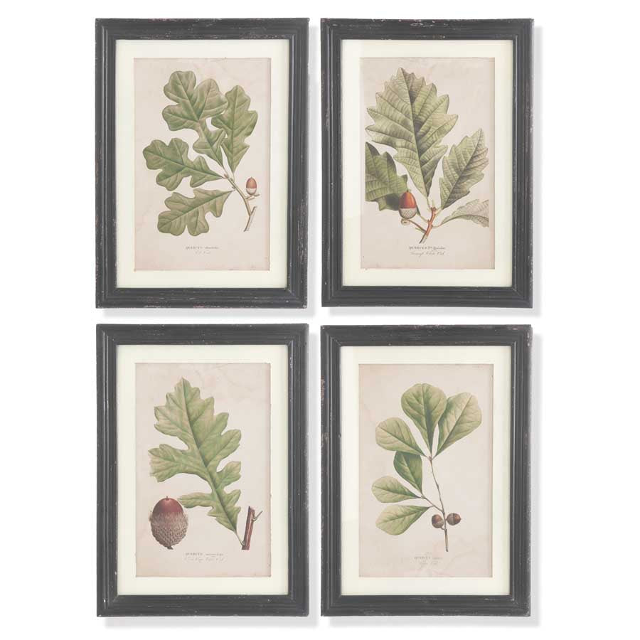 Black Framed Leaf & Acorn Prints (S/4) (5655039606941)