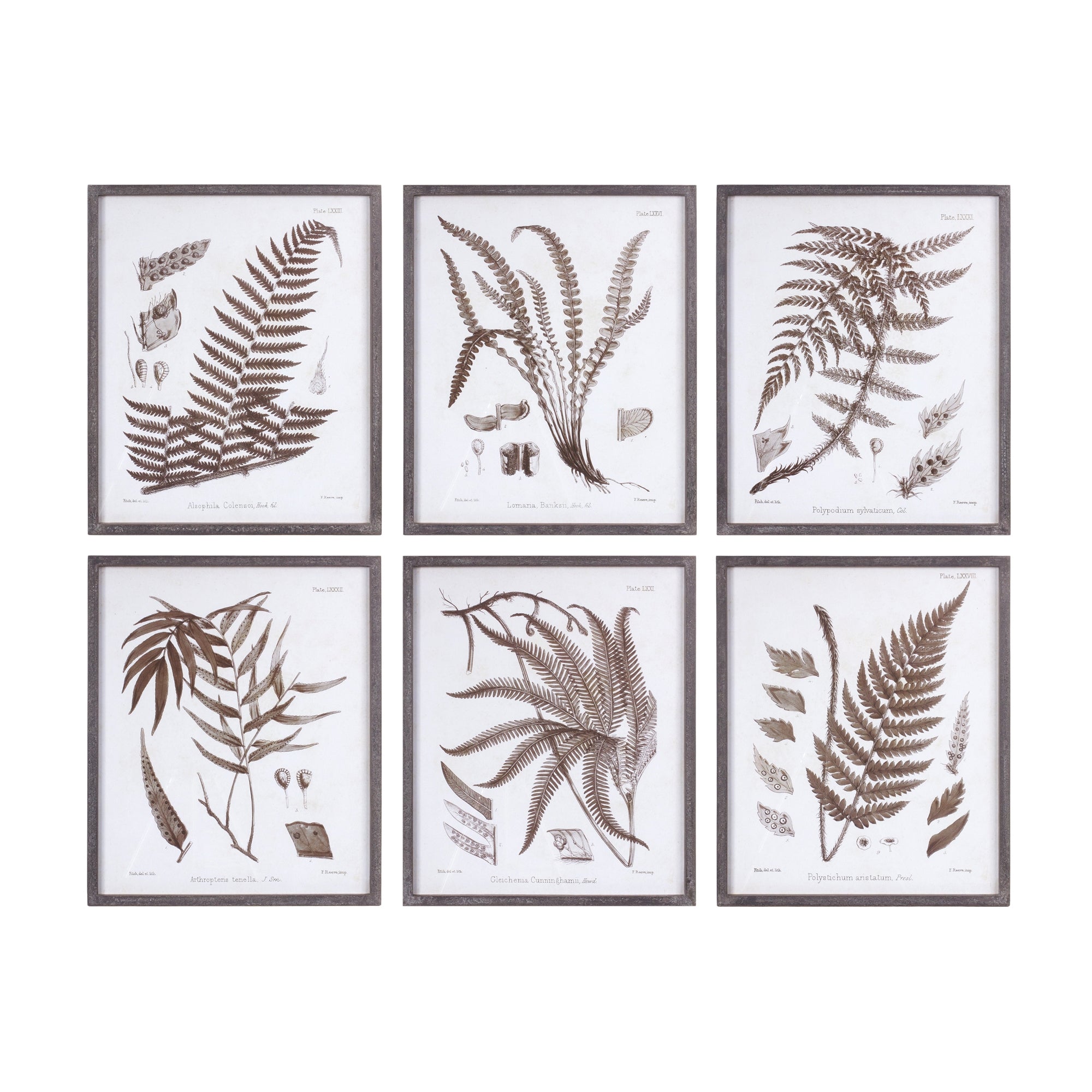 Framed Fern Print (Set of 6)