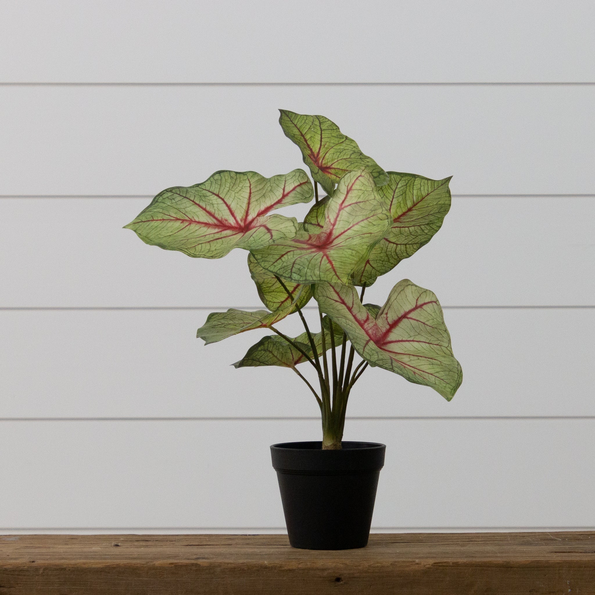 Potted Caladium