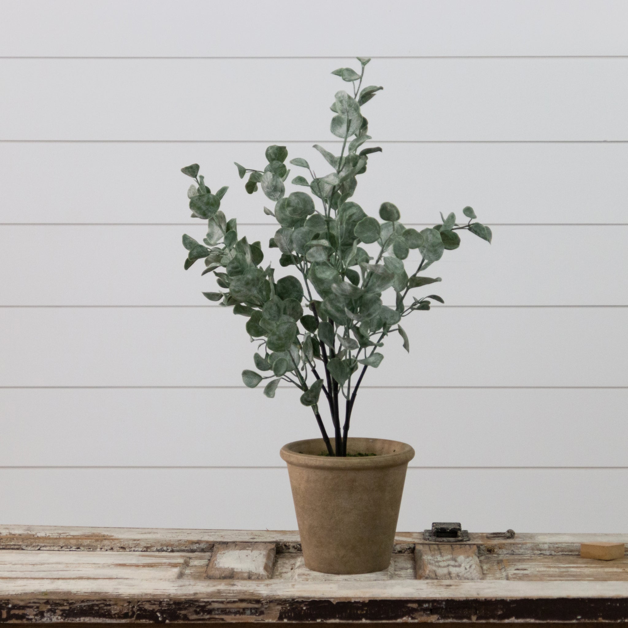 Potted Eucalyptus