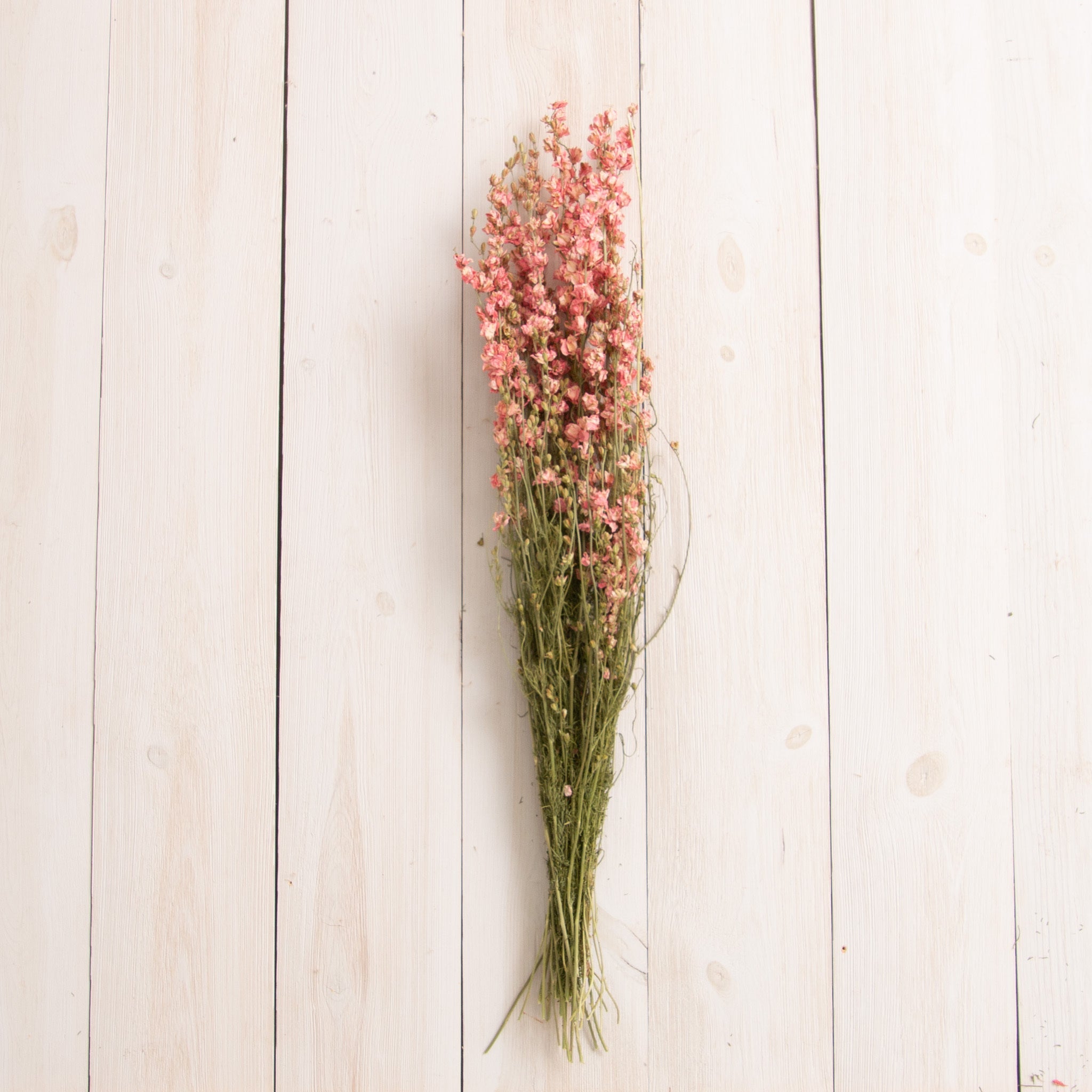 Dried Pink Larkspur Bundle