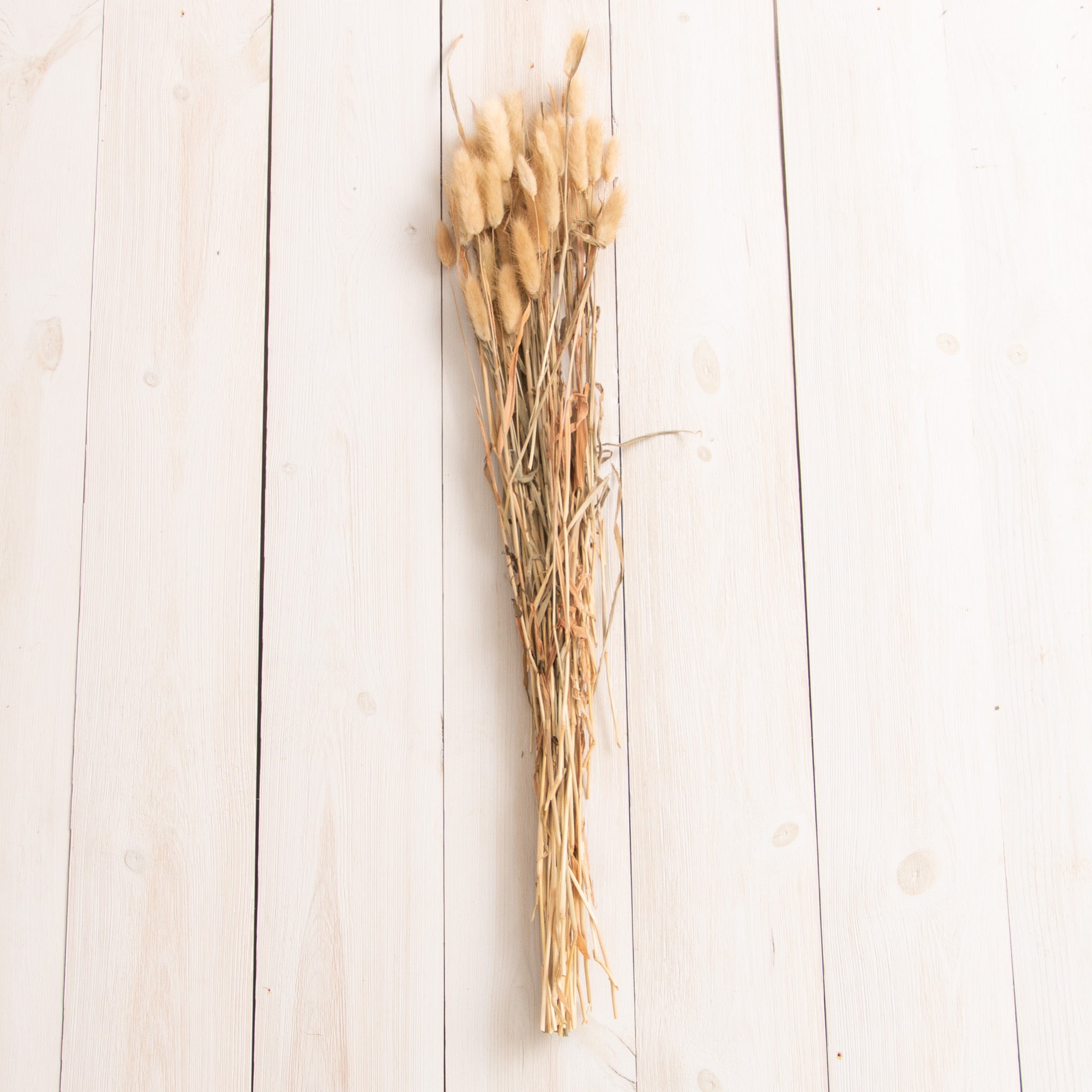 Dried Bunny Tails Bundle