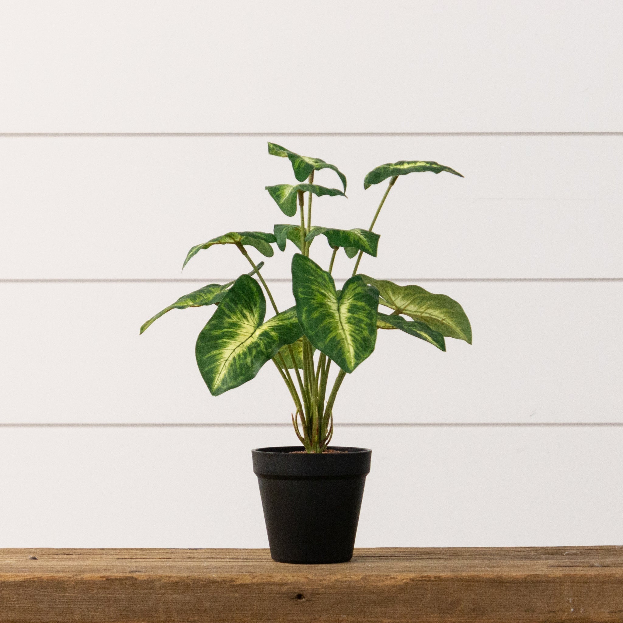 Potted Syngonium Plant