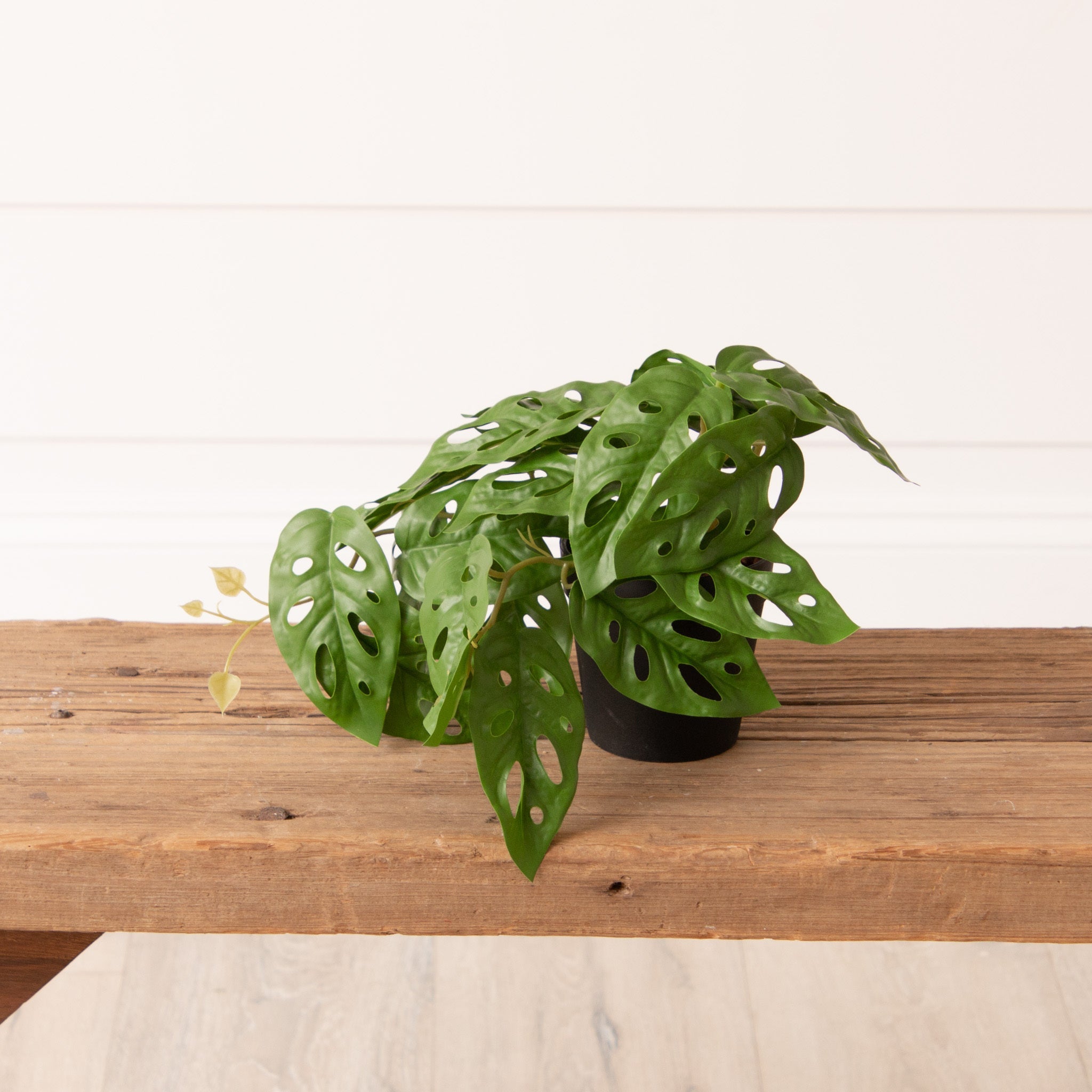 Potted Monstera Plant (S)