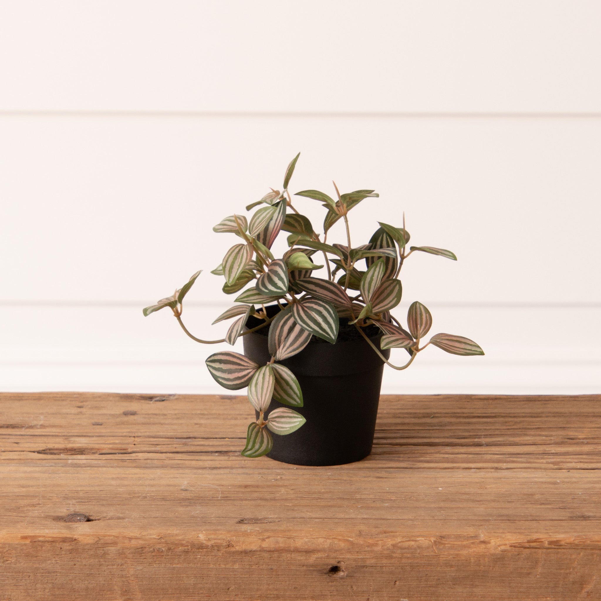 Potted Pink Zebrina Plant