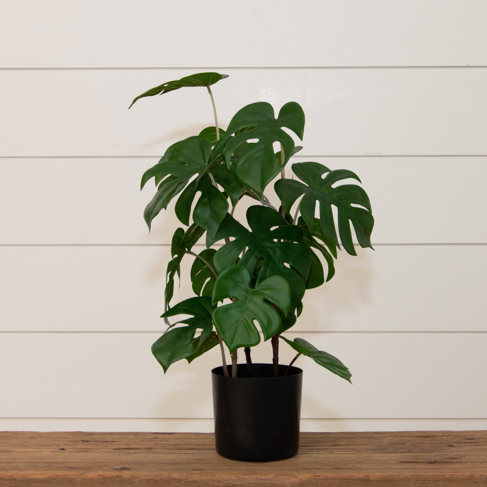 Potted Monstera Plant (L)