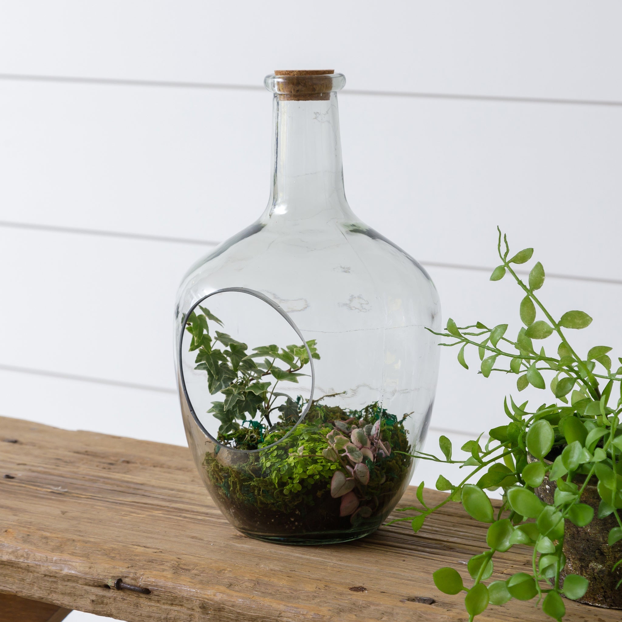 Front Open Terrarium With Cork, Lg