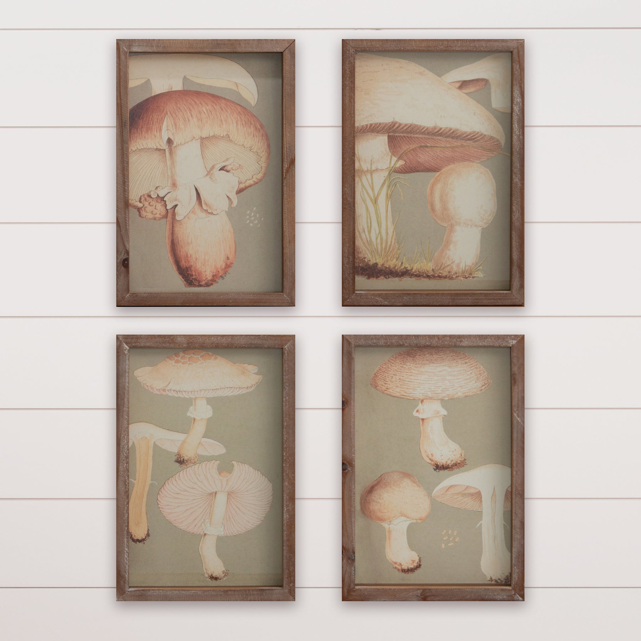 Framed Prints - Mushrooms
