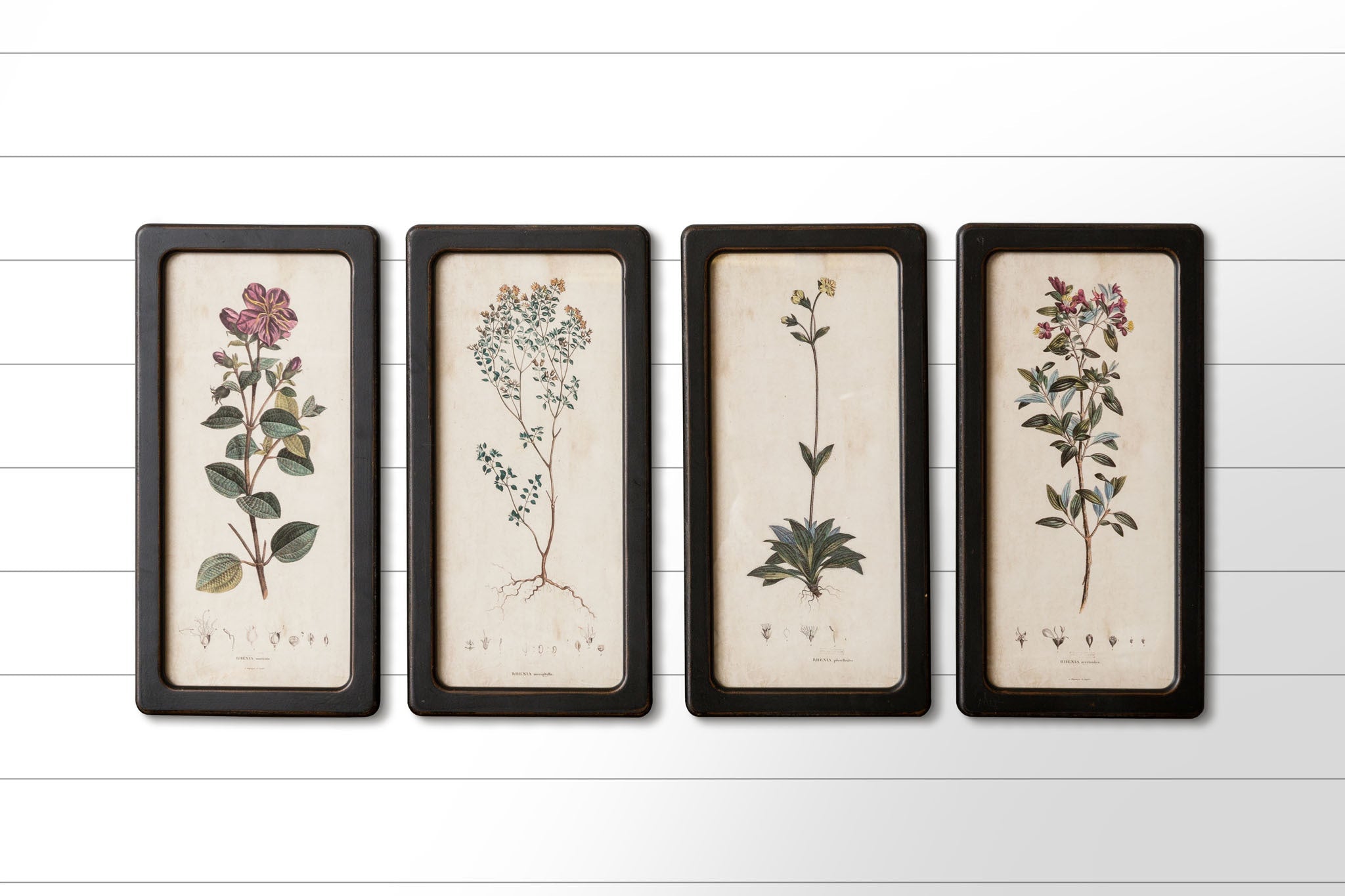 Framed Botanical Prints (S/4)