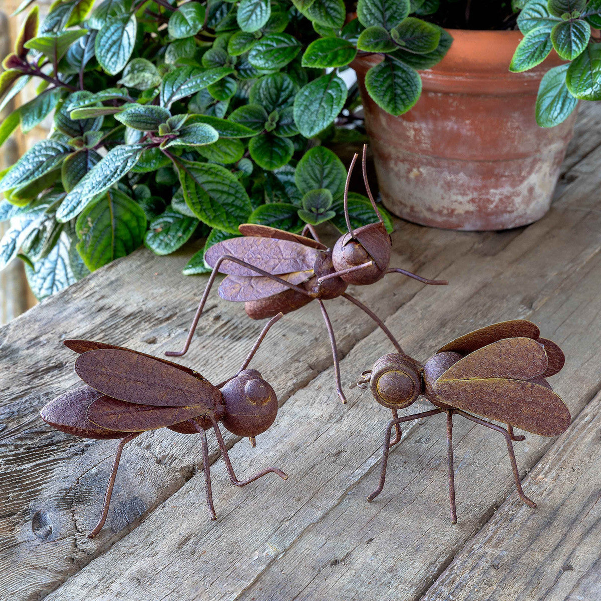 Collected Metal Bugs (Set of 3)