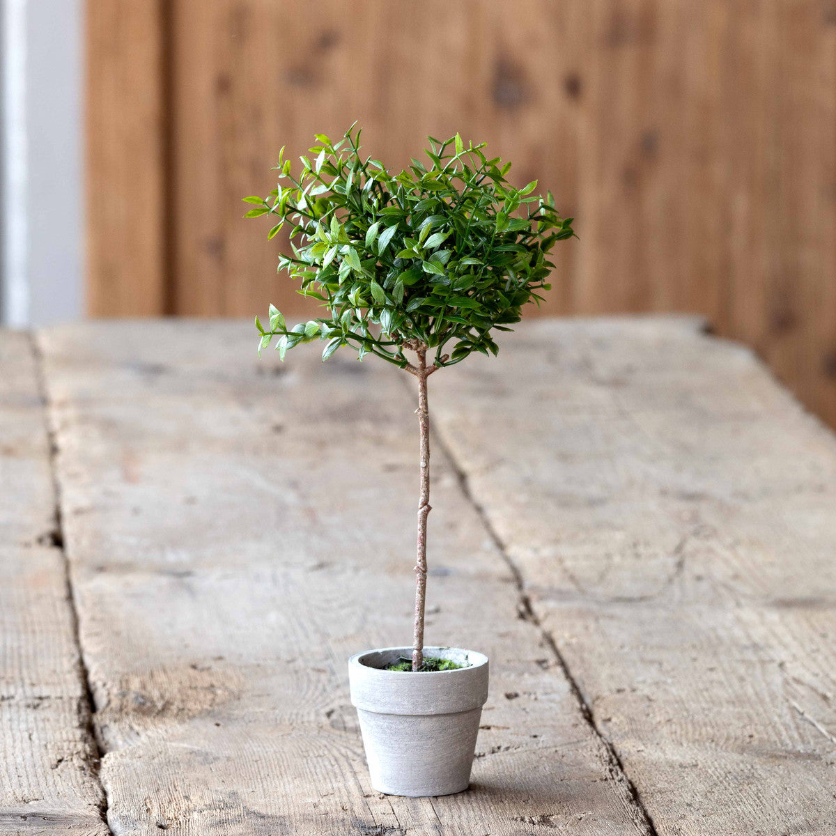 Miniature Boxwood Topiary