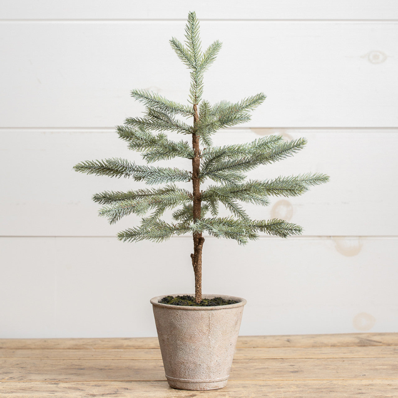 24.5" Potted Blue Spruce Tree