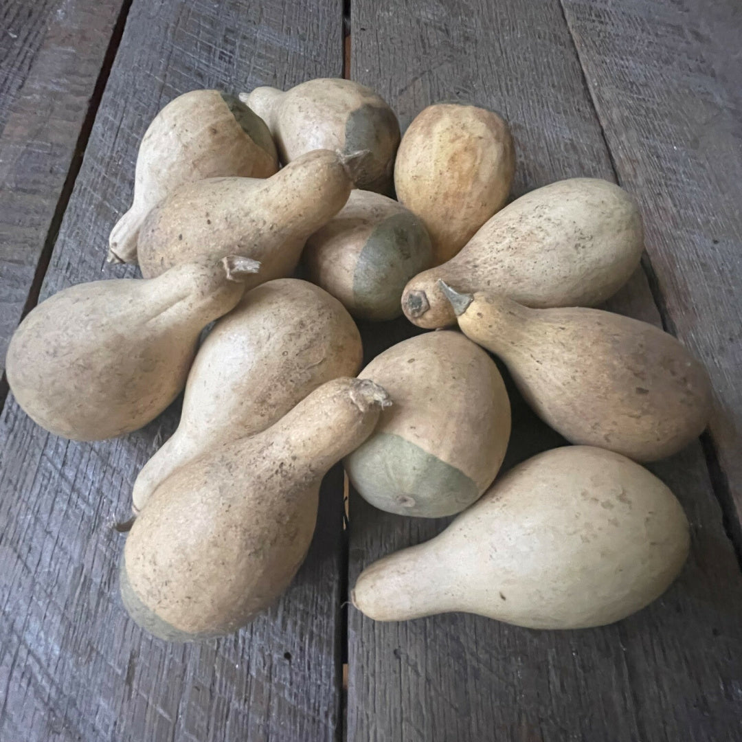 Preserved Harvest Gourds (S/12)