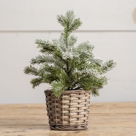 11.75" Snowy Pine in Whitewashed Basket